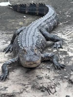 Finding swamp puppies!  #fyp #foryou #tiktokisback #tiktok #viralvideo #alligator #animals #4you #yoink #lauraoutdoorz #florida #hobby #nature #travel #influencer #travelvlog #dayinmylife #2025 