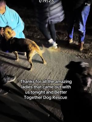 #bootsonthegroundrescue #rescue #streetfeedingroute #rescuelife #rescuedogsgoneviral #streetfeedingdogs #rescuedogs #rescuedogsoftiktok #streetfeeders 