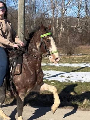 Getting better every ride, working on that lower gear #fyp #GoldDustWoman #rackinghorse #gaitedhorses #kegshod #tennesseewalkinghorse #hackneypony 