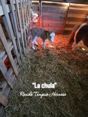 #LIVEhighlights #TikTokLIVE #LIVE #lachula❤️🐎 #coqueta❤️🐎💗 #minimulita #fypシ #ranchotampicohermosomadisonga #ranchoelzacatecanomadisonga #minihorses 