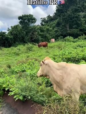 Longhorns 🐮🐄 #puertorico #puertoricosightseeing #borinquen #isladelencanto #longhorns #finca #campo #lmphotograpy #jibaro #ganado #hatillo #puertorico 🇵🇷🇵🇷🇵🇷#puertorico🇵🇷 #isladelencanto #borinquen #ruteandomiisla #puertoricocompartetuisla #paradise #tropicalvibes #islandlife #islandvibes #naturephotography  #placespuertorico #whateverpuertorico #backpackingpr #visitpuertorico #soyturistaenPR #PRvive #amazingpuertorico #turismointernopr #loves_puertorico #rutapr #mochilerospr #puertorico #discoverpuertorico #mustseepr #turisteandoenpuertorico #boricuas #wepa #puertoricanfood #turisteando #isladelen #parati un #virar #pr_100x35 #isladeencanto🇵🇷 #fypシ #foryou #foryoupage #viral #isla #borinquen #pfknr 