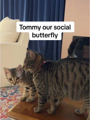 Tommy will def need a friend or two in his forever home! Just look at how social he’s become 🥹 #coopkitty #coopkittyfosters 