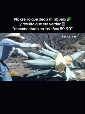 Ahora el hilo 🧵 lo hacen con maquinas pero en los años 90 miles de agricultores solian sacar el hilo de maguey a mano era un trabajo arduo y muy difícil la paga era baja en  aquellos tiempos gracias y creditos a LCFZ-TV 🎥y al agricultor Beningno Baltazar trabajo de #farmer #farmlife #maguey #plant #working #agriculture #fyp 