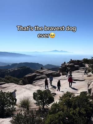 Braver than me #fylpシ #dogsoftiktok #dog #arizona #mountlemmon #xyzbca #fypシ゚viral 