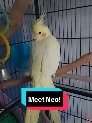 #crystalscocks #cockatiel #cockatielsoftiktok #babybird #exoticbirds #newbird #goodbird #prettybird 