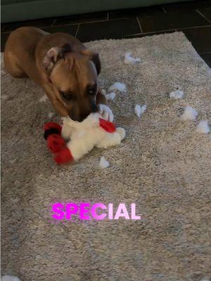 Special victims (Stuffed Animal Unit) Rhodesian Ridgeback  #rhodesianridgebackoftiktok #rhodesianridgeback #dogsoftiktok #tiktokdogs #dogtoysoftiktok #dogtoys #crimaljustice #stuffedtoys #doglovers #lawandorder