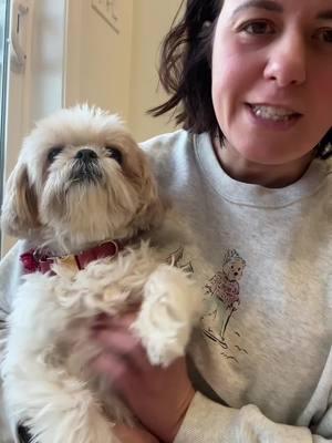 It’s freezing here in Illinois. #cold #illinois #dogsofttiktok #shihtzu #dog 