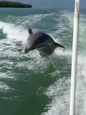 Never gets old seeing the  bottlenose dolphins. Bottlenose dolphins normally hang out in pods. They’re like little kids. They love it when you cheer for them it makes them want to show off more and more. We LOVE IT 🐬 ❤️ Come chill with us let us help you find the Shell of a Lifetime ™️ ❤️ Video Credit : Shell Guide Amanda B. @shellingmomma  ❤️ #shellkiceisland #shellmarcoisland #treasureseekersshelltours #shells #shellers #iloveflorida #bestdays #fun #goodtimes #bestdaysever #iloveflorida #goodtimes #shoregoods #shoregoodsmarcoisland #gulfcoasttours #gulfcoasttoursllc#shells #shellers #goodtimes #goodtimesoutside☀️😎 #treasureseekersshelltours #gulfcoasttoursllc @10k_islands_shell_club @marco_shelling @Shore Goods @Visit Florida Card @GoodlandFLVacationRentals @Ken @Explorida @Gulf Coast Tours @DOLPHINES 