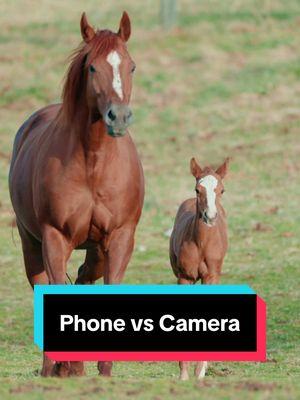 Phone vs Camera❤️🐴 #mareandfoal #equinephotography #foalsoftiktok #foalsof2025 