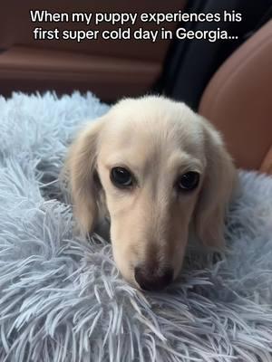 His heated seat had not warmed up yet… #minaturedachshund #dachshund #dachshundsoftiktok #dachshundpuppy #atlanta #georgia 