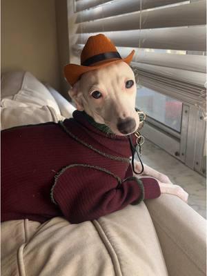 yeehaw 🤠 Yeti is living his best cowboy life 🤠 sweater from @PUP PUP PUP  #italiangreyhound 