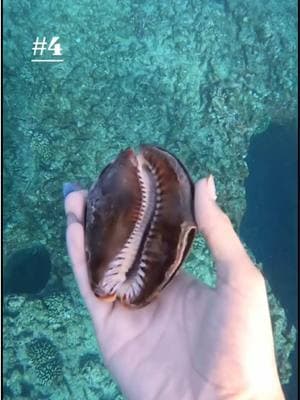 Come find 6 cowries with me!  *no live shells were taken* #foryoupage #freediving #underwater #shells #hawaii #oahu #hawaiianshells #cowry #cowrieshells #freedivinggirl #oceanlife #oceangirlsss #mermaid #underwatertiktok 