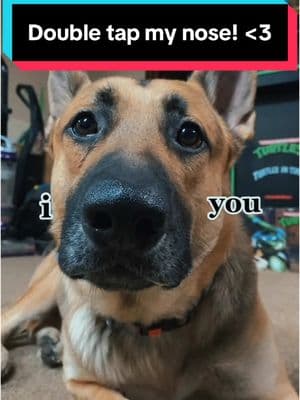 // can you double ❤️ the nose? // #linkthegsd #germanshepherd #gsddog #dogsoftiktok #fypシ #savetiktok #germanshepherdsoftiktok #gsdlife 