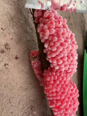 Apple snail eggs, easily recognizable by their bright pink or orange color, are laid in clusters above the waterline on plants and other structures. These eggs belong to various species of apple snails, aquatic mollusks that are often found in freshwater habitats. Originating from South America, these snails have been introduced into various ecosystems around the world, sometimes as part of the aquarium trade or for aquatic weed control. The introduction of apple snails into non-native environments can have significant ecological impacts. Their eggs hatch into voracious juveniles that grow quickly and consume vast amounts of vegetation. In ecosystems where they are invasive, apple snails can cause severe damage to aquatic plants, reducing biodiversity and altering habitats. This can lead to negative consequences for other species dependent on these plants for food and shelter, disrupting the entire aquatic food web. Moreover, the robustness of apple snail eggs contributes to the challenge of controlling their populations. The eggs have a unique calcium carbonate layer which protects them from desiccation and makes manual removal difficult. This protective layer ensures high survival rates, facilitating the rapid expansion of their populations in favorable conditions. In summary, while apple snails and their eggs can play a role in their native ecosystems, their presence in non-native areas is often problematic, leading to significant ecological disruptions and challenges in management and control. Crushing apple snail eggs is like crushing chicken eggs. It's not animal abuse because the eggs are not animals.  #AppleSnails #InvasiveSpecies #EcosystemDamage #AquaticPlants #BiodiversityLoss #EnvironmentalImpact #NatureConservation #AquaticInvasives #HabitatDisruption #WildlifeProtection #AppleSnailInvasion #EcoWarrior #SnailProblem #NatureAlert #SaveOurWaters #EcoCrisis #InvasiveAlert #ConservationTok #WildlifeRescue #EcoTips #SnailEggCrush #StopInvasives #EcoControl #InvasiveSpeciesFight #CrushInvasion #NatureDefense #HabitatProtectors #EggBusting #EcosystemWarriors #InvasiveCrunch #asmrnature #EggCrushASMR #SatisfyingCrunch #NatureASMR #EcoASMR #InvasiveASMR #RelaxingCrush #ASMRCommunity #soothingsounds #fyp #foryou #foryoupage #satisfying #satisfyingvideo #relax #relaxing #relaxingvideos #interesting #entertaining #invasivespecies #applesnail #applesnaileggs #snaileggs #snaileggcrushing #eggs #asmr #asmrvideo #asmrsounds #asmrtiktoks #asmrsound #asmrtiktok #nature #crush #crushing #crushingasmr #crunchy #crunchysounds #crunchyasmr #notanimalabuse #1minuteasmr #asmr1minute 