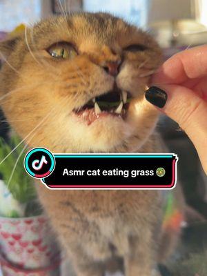 Cat Grass her favorite 🥗#creatorsearchinsights #catasmr #cateating #catgrass #catsoftiktok #cattok 