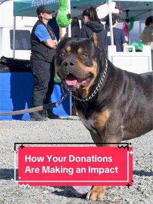 Sometimes, just one bag of dog food can make all the difference.   After helping out at our Hollywood Park distribution of supplies for those impacted by the LA fires, Dave shares the story of one woman for whom a bag of food was a safety net amid so much loss and uncertainty to keep her dog fed and at her side for the coming weeks.   Your donations are helping on the individual level, keeping people and their pets together, in some cases with just 40 critical lbs. You have the power to provide your neighbors in need with critical aid. Thank you for joining us to #AmplifyTheGood and deliver #DisasterRelief in response to the #CaliforniaWildfires. #greatergoodcharities #wildfires #disasterresponse