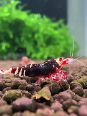 The feeling of getting new shrimp is unlike any other #aquarium #shrimptok #shrimptank #mariosshrimptanks 