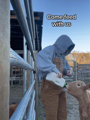 Froze my tail off but still gotta feed all the babies 🐮🥶🫠 #farmlife #cattle #babycalf #womeninag #barnchores #freezingweather #CapCut 