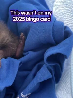 when they radioed me to the hallway, I didn’t expect them to hand me a baby raccoon… I’m an SLP ##babyraccoon##2025bingocard##babyanimal##cuteanimal