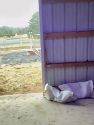 It’s been a while since we’ve done a video for dinner time, so here you go! 🎶🐾 Enjoy watching everyone come in and get let into their stalls—it’s always a fun part of the day! 🐴🐄🐐 #FarmLife #DinnerTime #KnowhereFarm #FarmAnimals #CountryLiving #RusticCharm #HappyHerd #FarmRoutine #AnimalLove #CowsOfTheFarm #HorseLife #GoatLove #FarmVibes #FarmExperience #NatureLovers #CharmingMoments #DailyRoutine #FarmSanctuary #PeacefulEvening #LifeOnTheFarm #FarmAdventures 