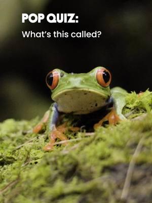 Our mascot is a symbol for thriving forests. 🌳 Frogs are considered to be bioindicators—meaning that a healthy population of frogs indicates a healthy ecosystem (the reverse is also true!) 🌎 #RainforestAlliance #Frogs #RedEyedTreeFrog #Bioindicator #Sustainability #RainforestAllianceCertified