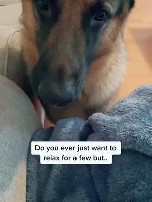 No breaks for mom 😂 #lifewithagsd #dogtok #dog #gsdoftiktok #germanshepherd #gsd #dogsoftiktok #gsdlove #lovemydog #dogmom #doglover #doglife #doggo #gsdtok 