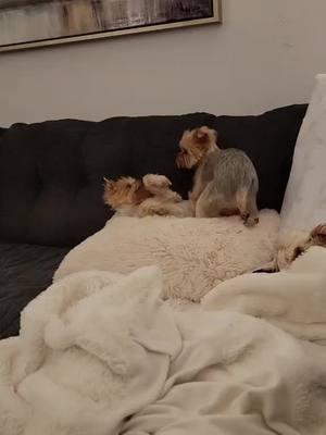 Welcome to a crazy yorkie house?!"Yorkie problems: when your hump is bigger than your attitude 🐾💁‍♀️ #YorkieNation #DogsofInstagram"  #YorkieLove #DogParents"  #YorkieLife #YorkieNation #YorkieLove #DogsofInstagram #DogParents  #FunnyDogVideos #DogLovers #PetVideos #AnimalComedy  #HumpDay 