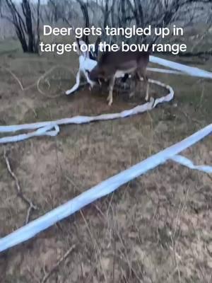 Fallow deer gets tangled up in the target bag on the range#deertiktok #foryoupage #independenceranch #fallowdeer