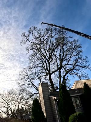 White Oak removal from the street with a 40 ton crane. #tigard #beaverton #portland #kingstreeservice #treeremoval #arborist #reels #fyp #treeclimber #trending #professionalservices #crane 