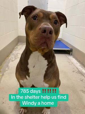 Help us find Windy a home. He has lived in the shelter for over 2 years ‼️‼️#wcjcanimalahelter #animalsoftiktok #rescue #easttennessee #animalshelter #johnsoncitytn #dogsofttiktok 