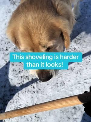 Shoveling is harder than it looks! #snowday #dogsandsnow #shovelingsnow #helpingmom #helpfuldog #goldenretrieverlife #goldenretrieversontiktok #goldenretrieversoftiktok #goldenretrieverworld #goldenretrieversandsnow