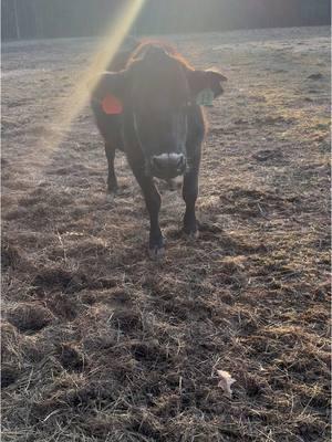 Me and River Getting things done on the coldest day of the year! #taggingcalves #creatorsearchinsights #anguscow #simmental #farm #farmlife 