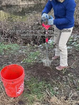 Kinda hard to dig holes when the topsoil freezes over but we got 66 planted! #pnw #orcatok #fyp #mlkday2025 @Whale Scout 