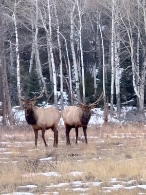 A group of bulls are looking good and sparring this winter.  #Photography #wildlife #nature #colorado #goodbull #elk #bullelk #meadow #wildanimals 