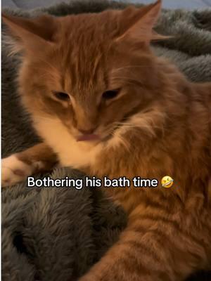 He’s so sweet tho 🥹 #sweetboy #goldie #kitten #bathtime #kittentok #ginger #gingerbaby #tiktok2 