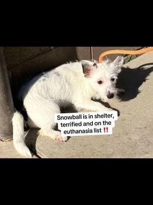 #snowball #terrier #terriersoftiktok #scared #scareddog #terrified #help #urgente #fyp #fypシ #shelter #dogs 