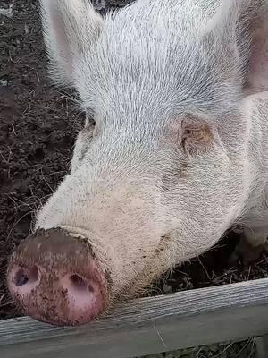 😋 #hercules #pigsaspets #pets #cutepets #animals #animalsoftiktok #PetsOfTikTok #yummy #SnackTime #piglovers #ilovemypig #fyp #foryoupage 