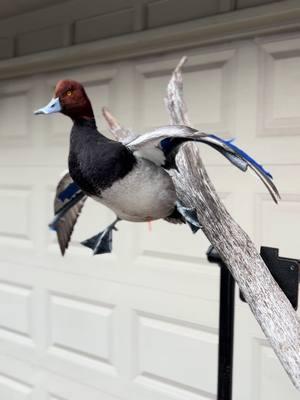 Another cupped up redhead. 🦆 #taxidermy #artist #fypシ゚viral #waterfowl #foryoupage #taxidermist #foryou #drake #redhead 