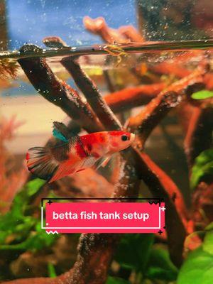 new betta fish tank setup alert 🚨 my last video yall got to watch how i acclimated Charlie Chamoy into his new home, but i hadn’t shared what it took to build his new home! #bettatank #bettafish #bettatok #bettatanksetup #betta 