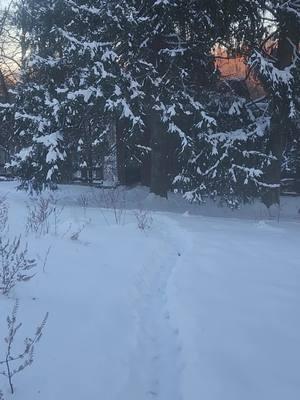 Off to feed Drake and Isabelle. Their pot bellies and little feet made the trail I followed. I've been sick with the Flu since last week. All I've managed to do was the basics of food & water, fresh bedding.  #pigsoftiktok #mypetpig 