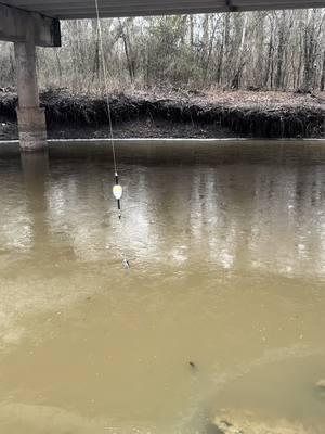 Slayed the creek crappie today in Texas 😎 #903fishing #903areacode #crappie #crappiefishing #crappies #crappietok #crappietips #crappiejig #fishing #fishinglife #fishingtiktoks #fishingtips #fishinggear #tylertx #fypシ #fyp #fy #fishtok #crappiefishin #fishingtiktok #texasfishing ##acccrappiestix #kayakfishing 