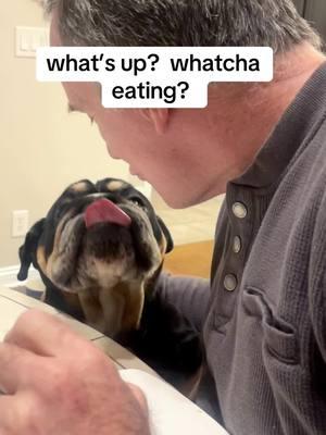 whatcha eating? #bearthebulldog #bulldog #dogvideo 