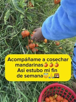 Acompáñame a cosechar mandarinas, consumirlas en este tiempo invernal te ayudará a que adquieras Vitamina C🍊#comparte #cosecha #mandarinas #agriculture #parati  #vitaminac #midia #Dios #mujeresqueinspiran #amadecasa 