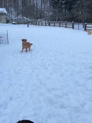 Snow fun!  #pet #petsitting #petsitter #petsittinglife #dog #dogsoftiktok #PetsOfTikTok #fypage #goldenretriever #retriever #labrador #labradorretreiver #chocolatelab #yellowlab 