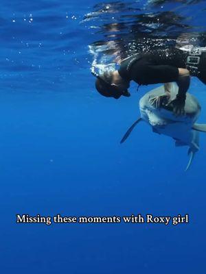 A gentle redirect and follow through when Roxy decided to swim up and say Aloha 🤙🏽 Running your hand down the side of the sharks body after redirecting is called following through. It is important to always follow through with your redirect to ensure that the shark does not turn back towards you. *I am a professional. Do not attempt.* @Ocean Ramsey Sharks @OneOceanDiving  #hawaii #sharkdiving #savesharks #sharkidroxy #sharktours #a