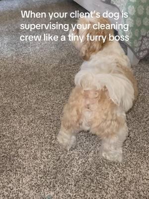 He always gives great reports. My favorite supervisor! 🥰 #doglover #dogsofinstagram #doglife #dog #dogsoftiktok #dogoftheday #cleaning #homehacks #cleanfreshhype #cleanwithme #cleaningasmr #asmr #hacks #cleaningasmr #lifehacks #hometips #Home #cleanhome #cleankitchen #satisfyingvideos #satisfying #instaclean #satisfyingcleaning #cleanliving #Mopping #CleanTok #clean #cleaningmotivation #cleaningproducts #cleaning #CleaningHacks #hacksoflife#cleaningmotivation #cleaning #satisfying #clean #foryou #cleaningobsessed #instaclean #reels #cleaningaccount #satisfyingcleaning #floorscrubber #floorcleaning #mopping #explorepage #cleaningreels