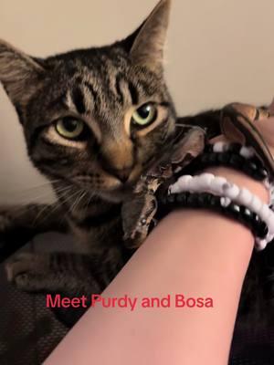 Meet Purdy and Bosa….#foryoupage #foryou #fyp #pets #snakes #cats #robdeezy24 #pythons #❤️ #❤️❤️ 