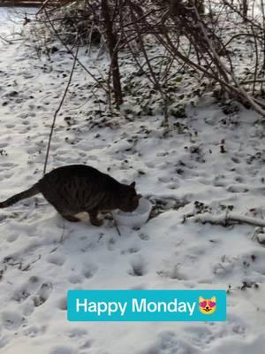 Happy Monday #fyp #fypシ #kittycatsoftiktok #kittys #catsvideo #catslovers #catsmoves #cuteanimals #pet #catcolony #feralcat #catmom #catmomma #catsoftiktok #catcolony #pet #pets #PetsOfTikTok #tabbycat #tabbycats #tabbycatsoftiktok #snowday 