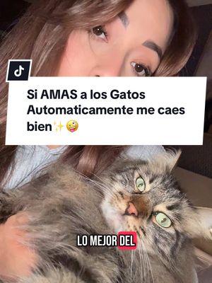 Las personas que Aman a los gatos saben amar respetando el espacio y la independencia de los demas😌 #gatos #amistad #fyp #humor #anillopandora 