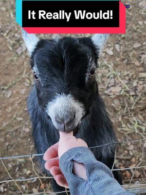 To my TikTok family... #goattok #2025showseason #showgoats #pygmygoats #pygmygoatsoftiktok #babies #babygoats #babypygmygoats #lifeofashowwether #lifeofashowbuck #npga 